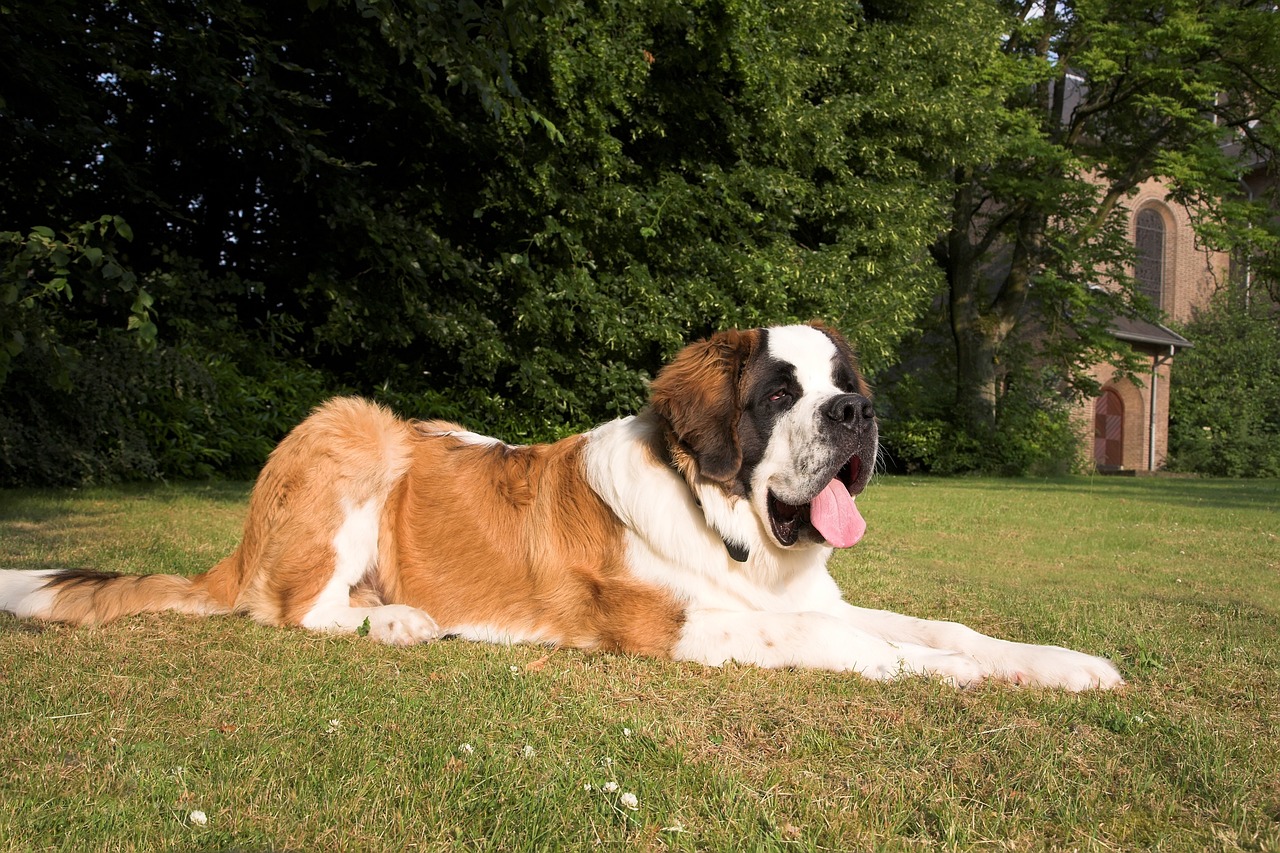 A large Saint Bernard dog on a grassy lawn
